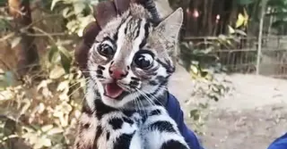 তাহিরপুরে সীমান্ত এলাকা থেকে মেছোবাঘের বাচ্চা উদ্ধার